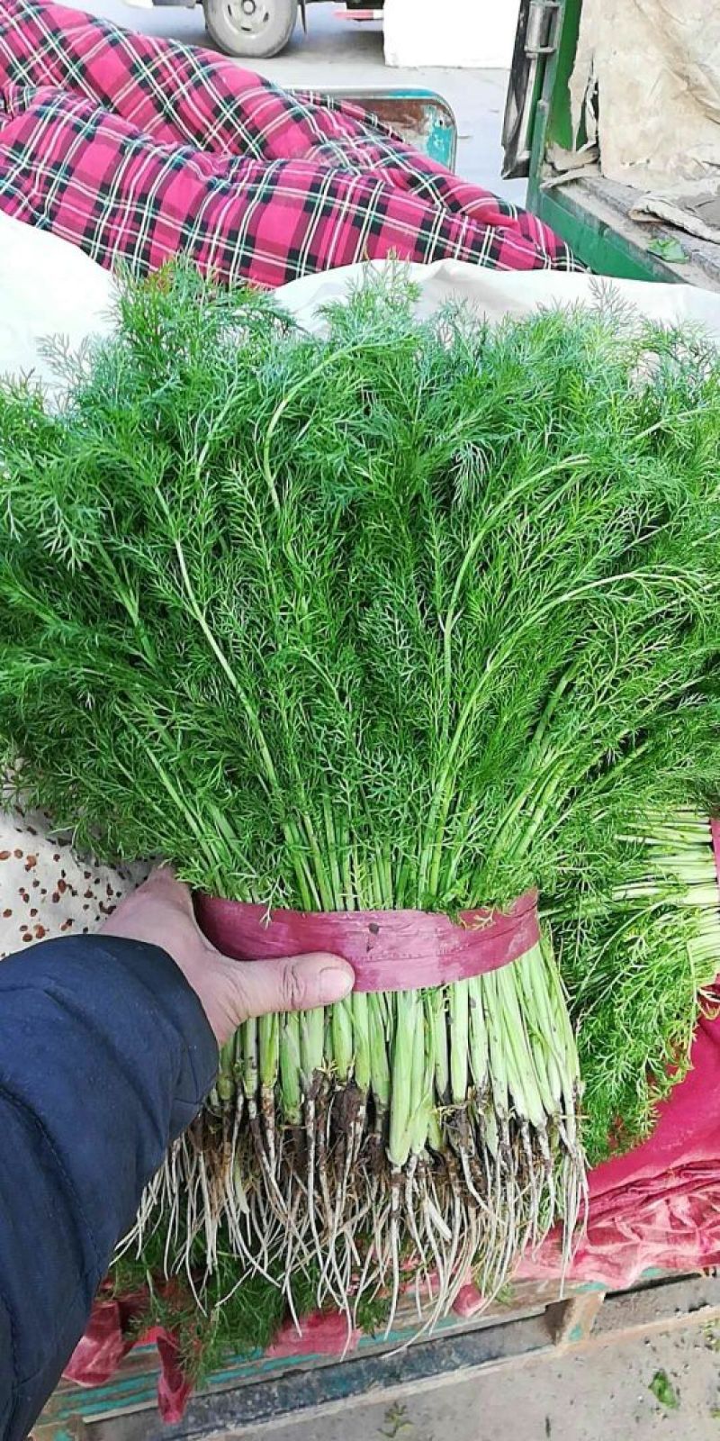 茴香苗《精品小茴香，货源充足，质量保证》