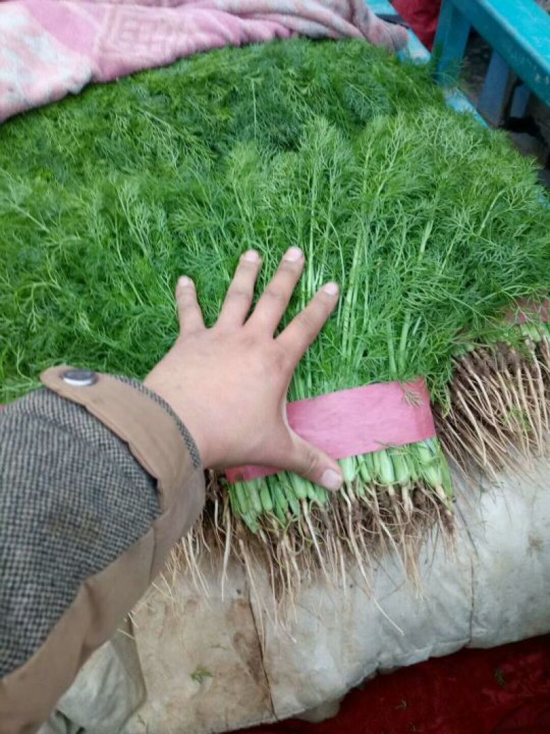 茴香苗《精品小茴香，货源充足，质量保证》
