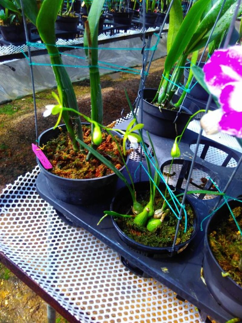 兰花进口兰花卡特兰