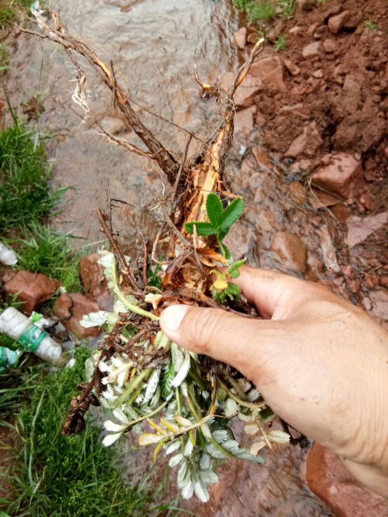 翻白草