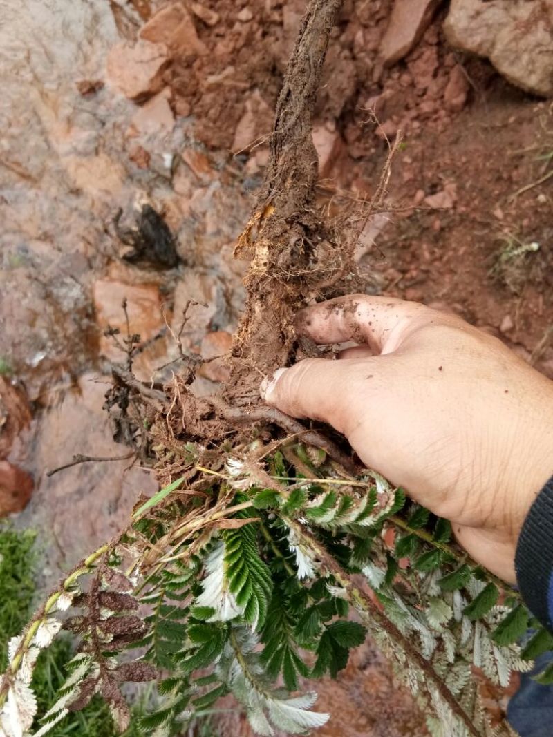 翻白草