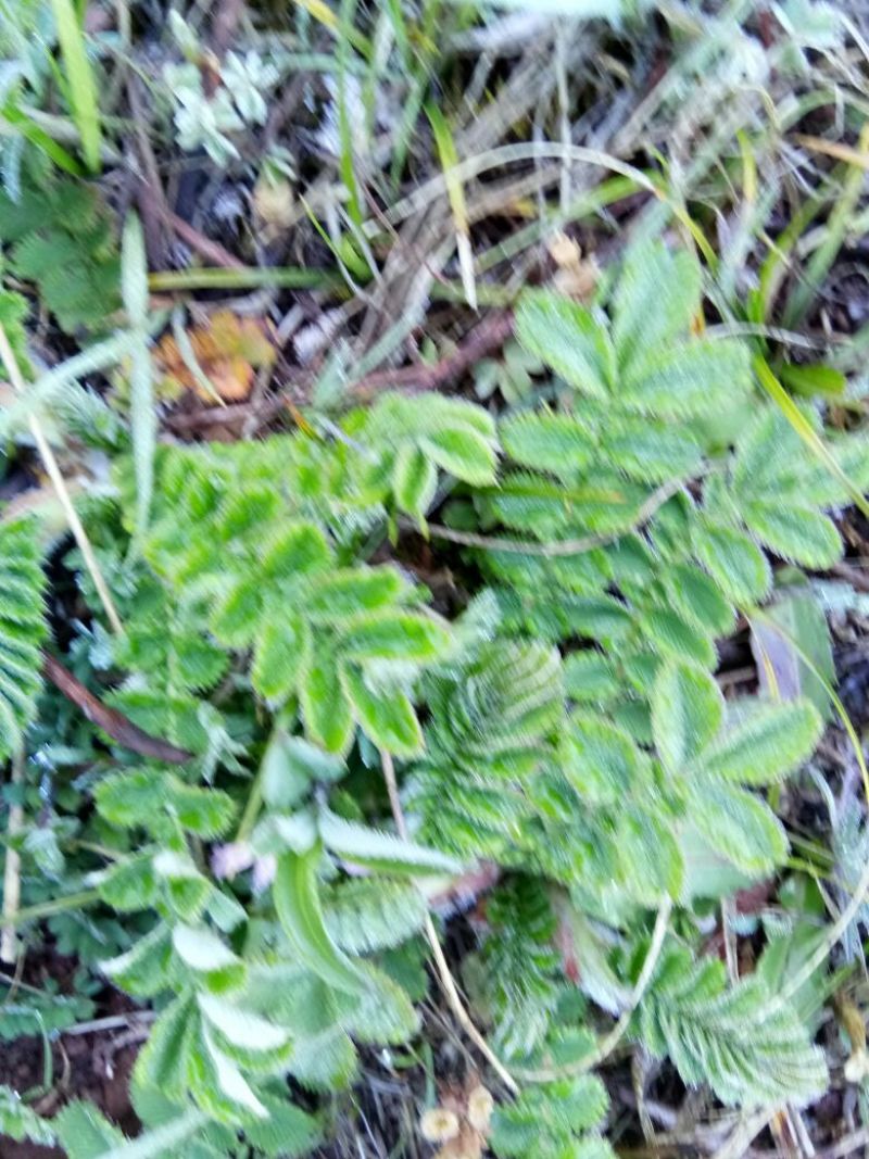 翻白草