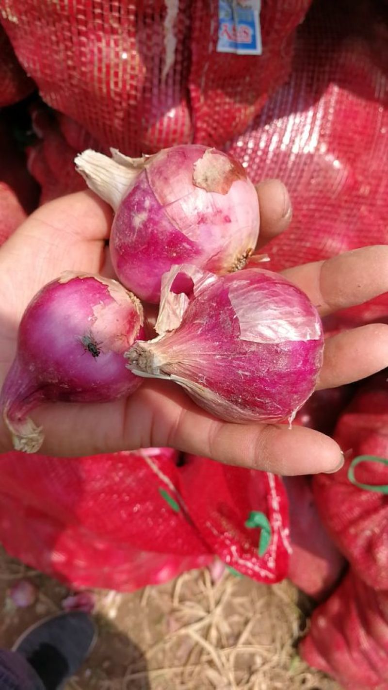 小毛葱，有三万斤左右，有要的联系