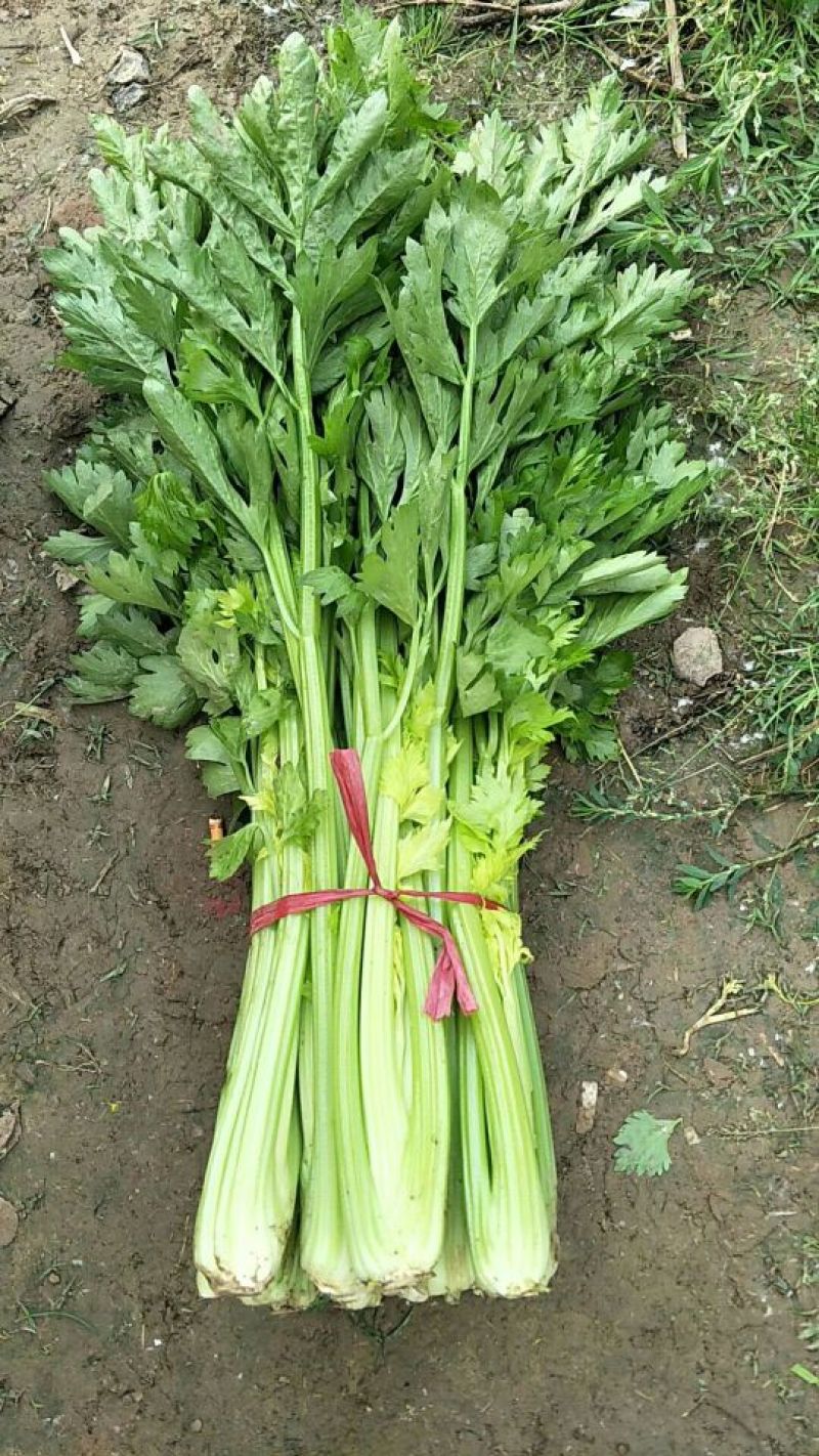 西芹小棵中棵