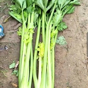 西芹小棵中棵