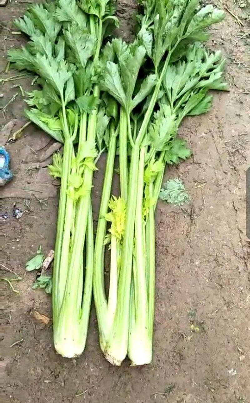 西芹小棵中棵