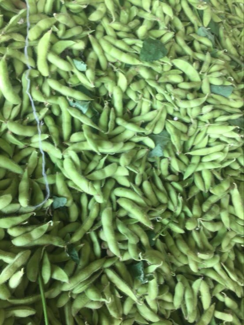 绿宝石毛豆24~30克
