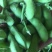 绿宝石毛豆24~30克