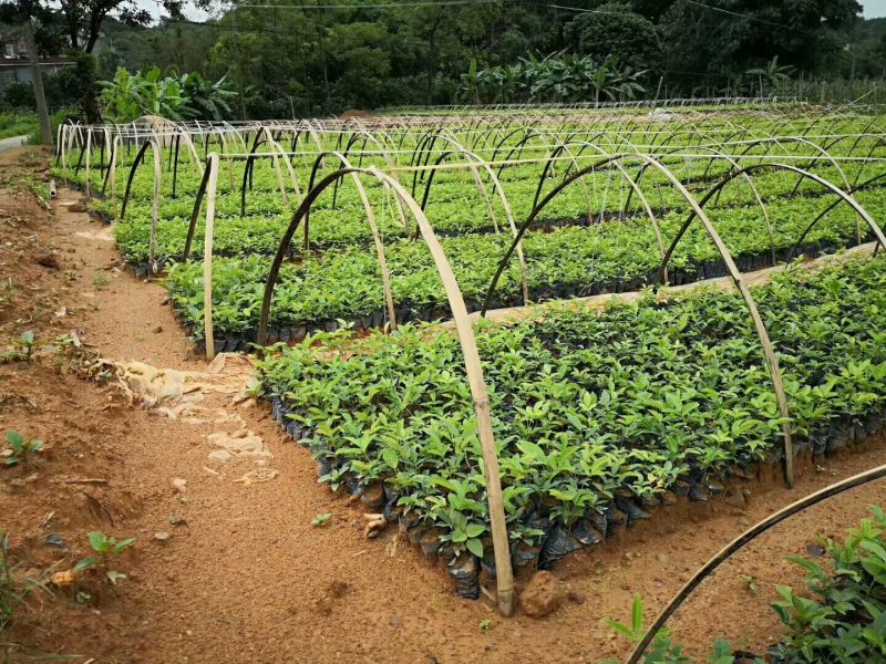 牛大力种苗适合山地，平地，干田种植成活率高产量高