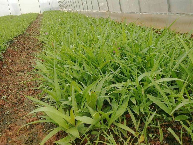 白芨小苗小苗高度十公分左右，纯紫花三叉白芨