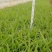 白芨小苗小苗高度十公分左右，纯紫花三叉白芨