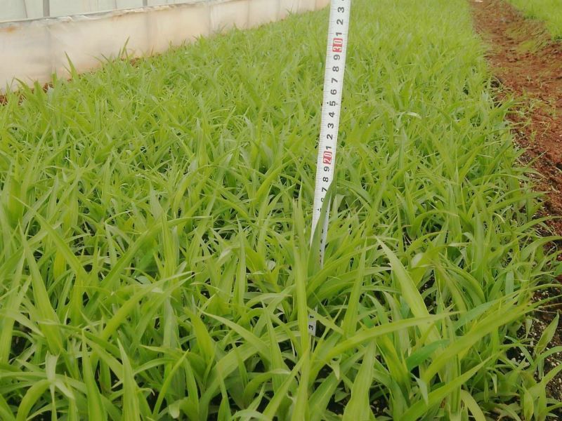 白芨小苗小苗高度十公分左右，纯紫花三叉白芨