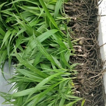 白芨小苗小苗高度十公分左右，纯紫花三叉白芨