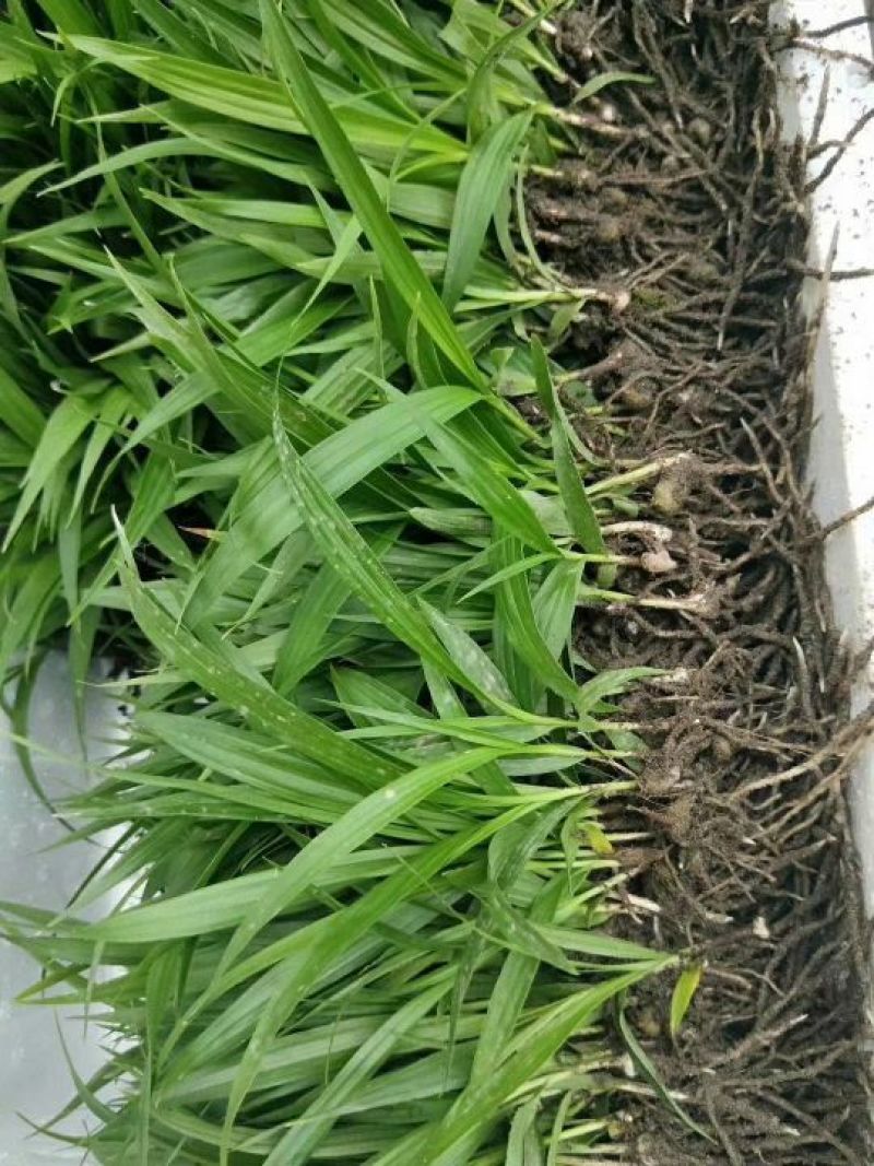 白芨小苗小苗高度十公分左右，纯紫花三叉白芨