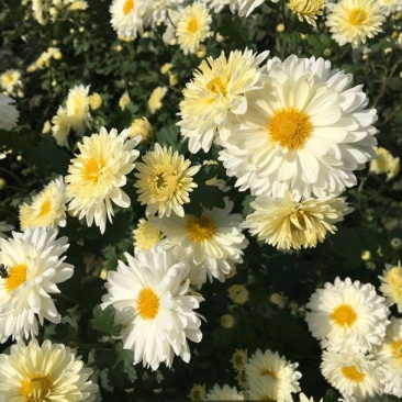 焦作无硫怀菊花