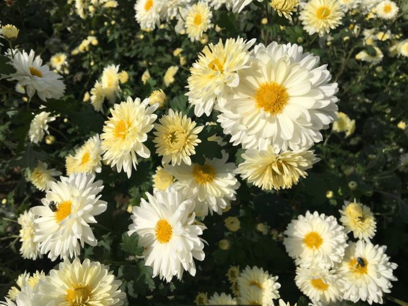 焦作无硫怀菊花