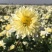 焦作无硫怀菊花