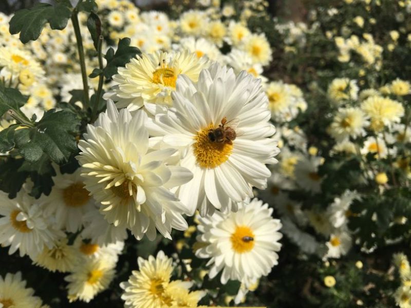 焦作无硫怀菊花