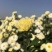 焦作无硫怀菊花