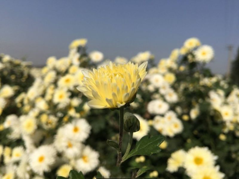 焦作无硫怀菊花