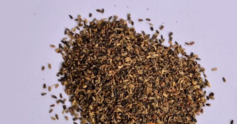 菊苣牧草高产牧草将军菊苣优质牧草种子直销