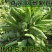 菊苣牧草高产牧草将军菊苣优质牧草种子直销