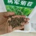 菊苣牧草高产牧草将军菊苣优质牧草种子直销