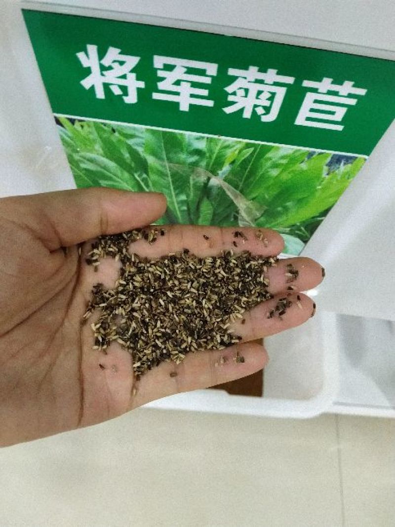 菊苣牧草高产牧草将军菊苣优质牧草种子直销