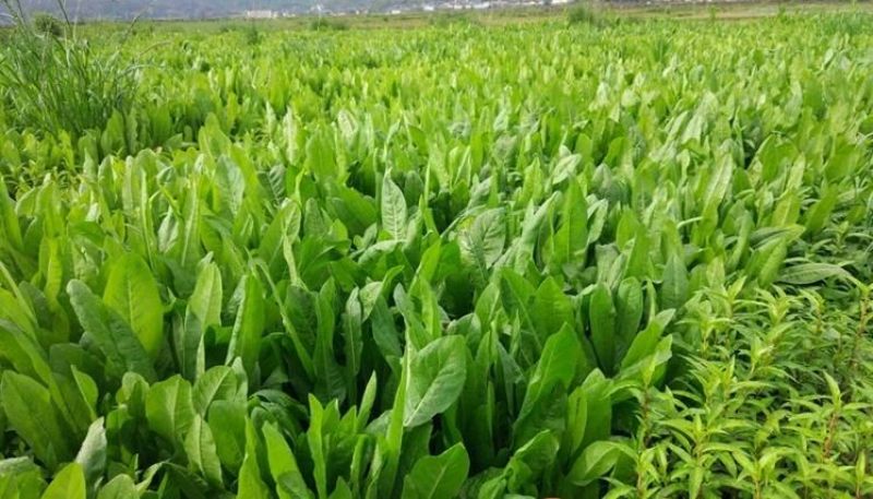 菊苣牧草高产牧草将军菊苣优质牧草种子直销
