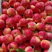 海棠果K9小苹果123小苹果沙果花红