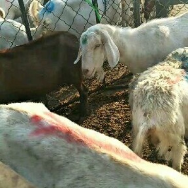 肉羊