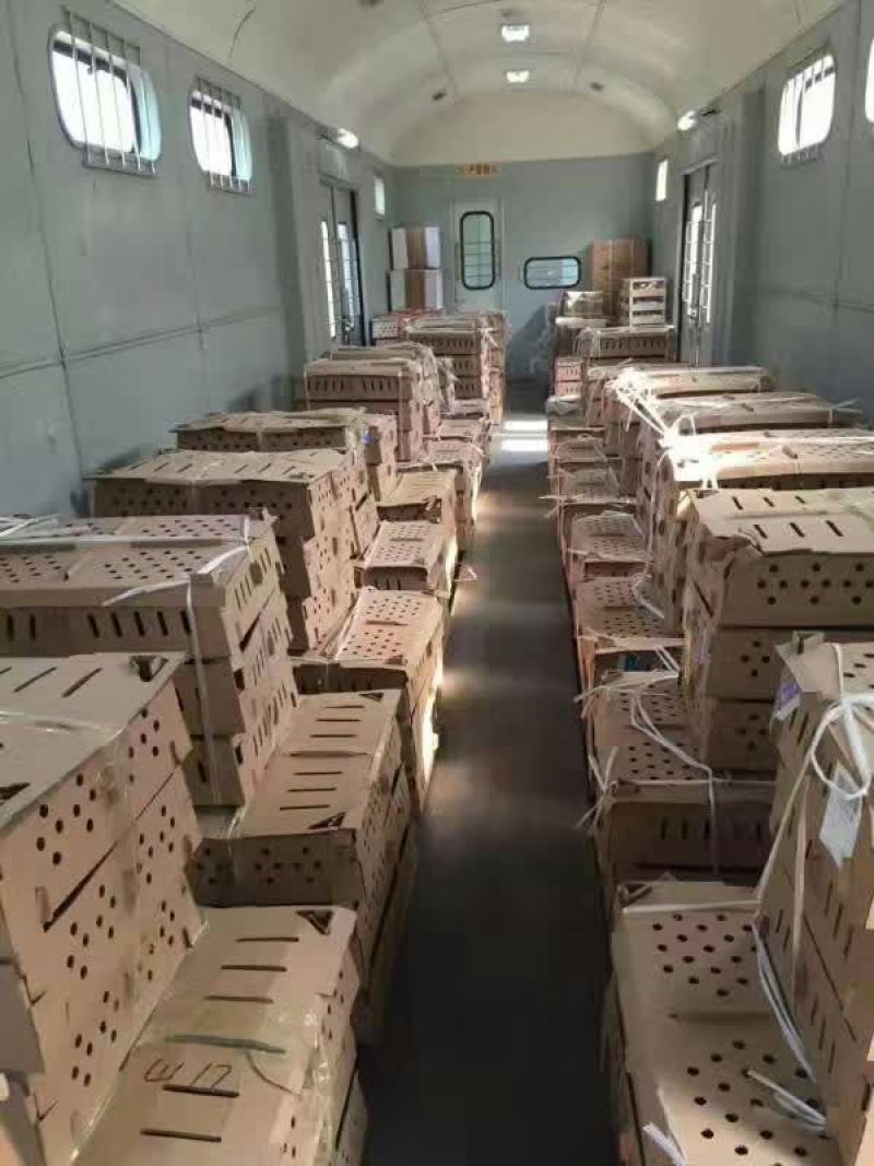 芦花鸡苗，脱温鸡苗，土鸡苗