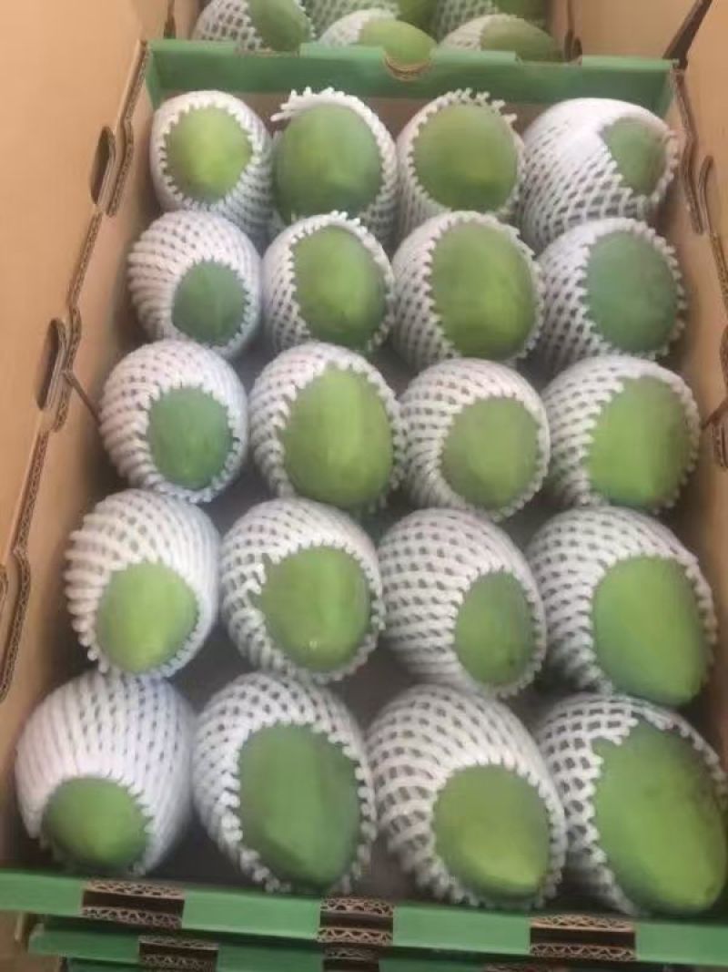 芒果芒果大台农