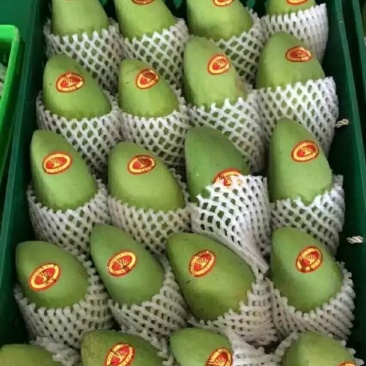 芒果芒果大台农