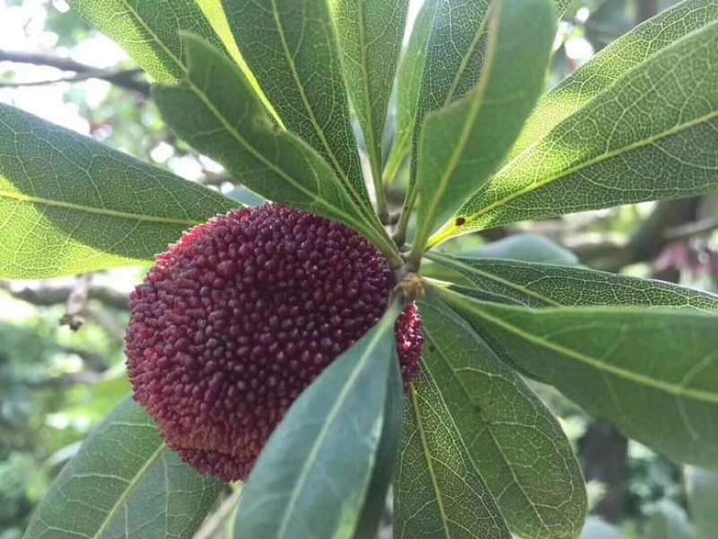仙居杨梅4~5cm