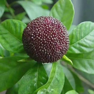 仙居杨梅4~5cm