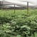 中花吴茱萸苗80cm以上