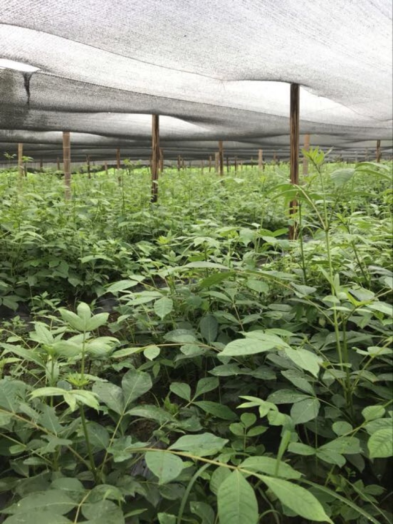 中花吴茱萸苗80cm以上
