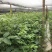 中花吴茱萸苗80cm以上