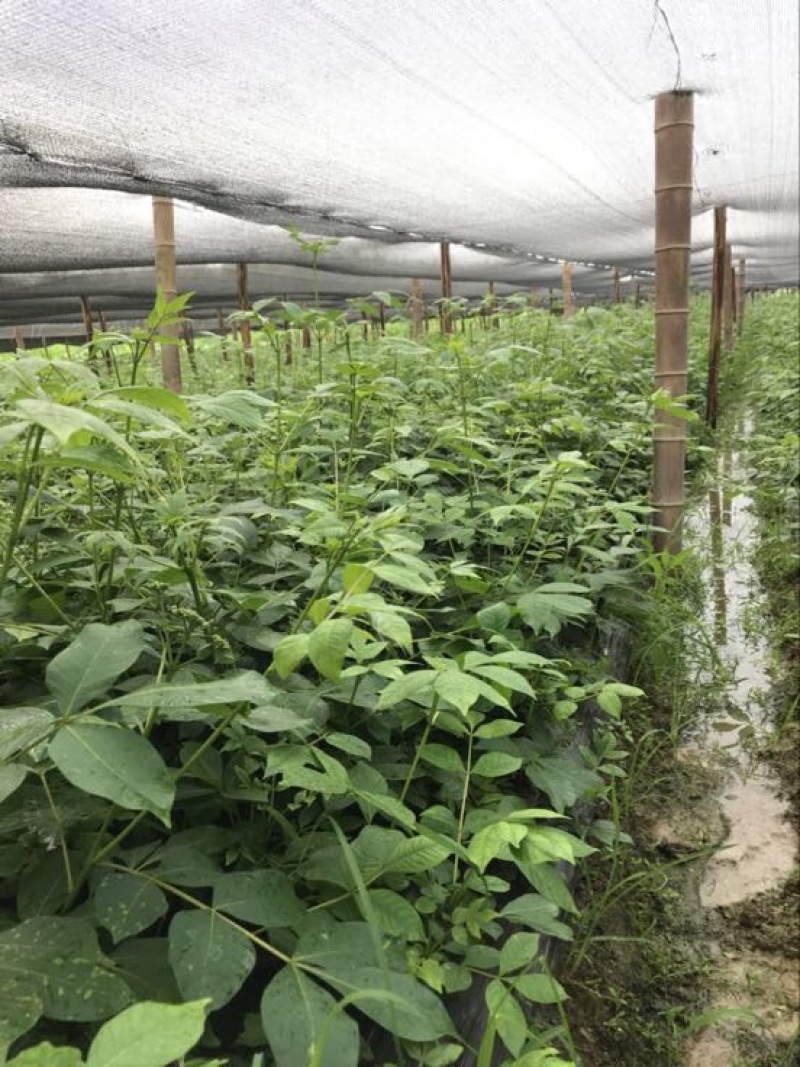 中花吴茱萸苗80cm以上