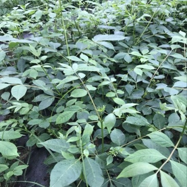 中花吴茱萸苗80cm以上