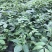 中花吴茱萸苗80cm以上