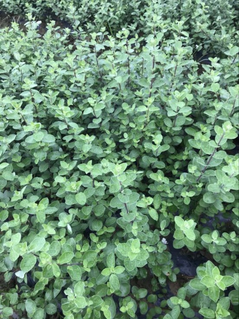 蔓荆子苗江西单叶蔓荆子种苗