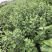 蔓荆子苗江西单叶蔓荆子种苗