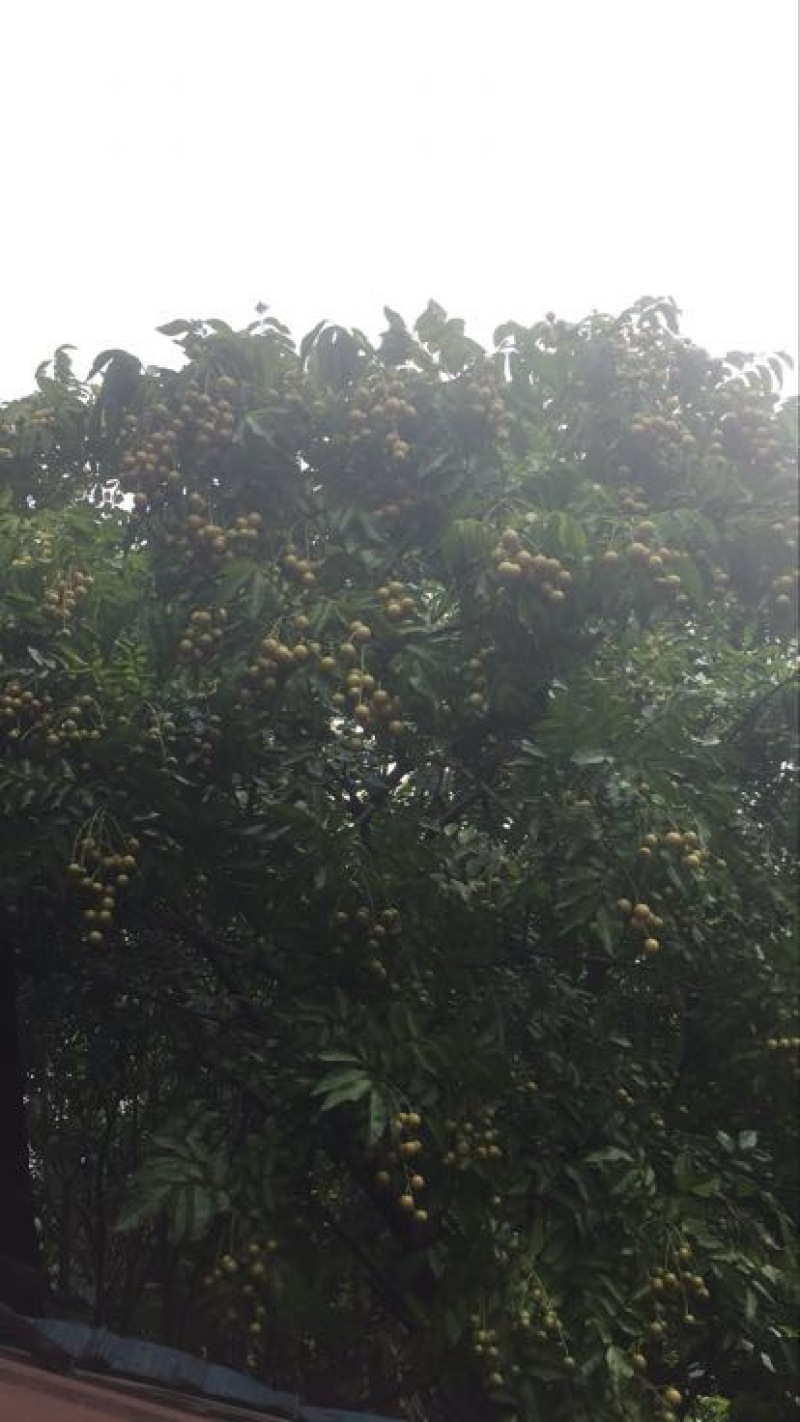 黄皮果扁圆形
