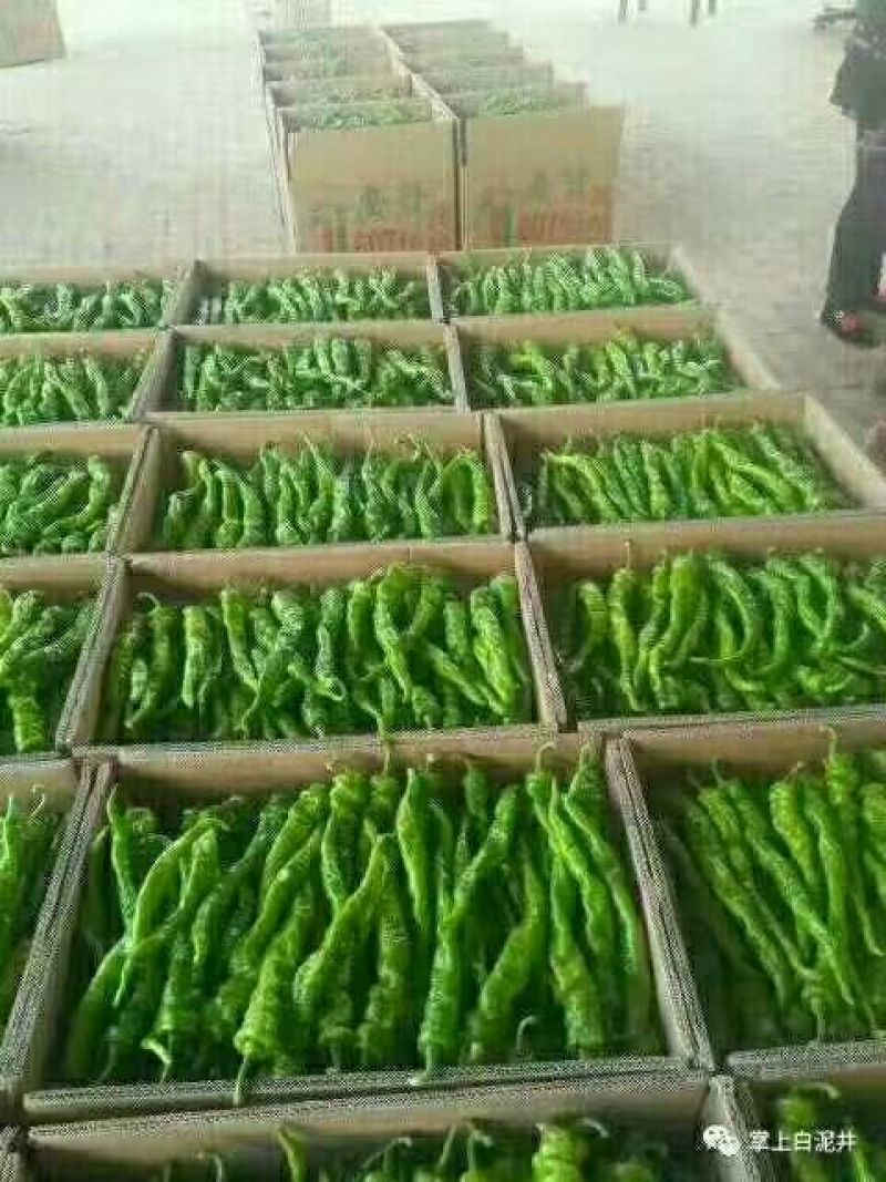 大量辣椒以上市