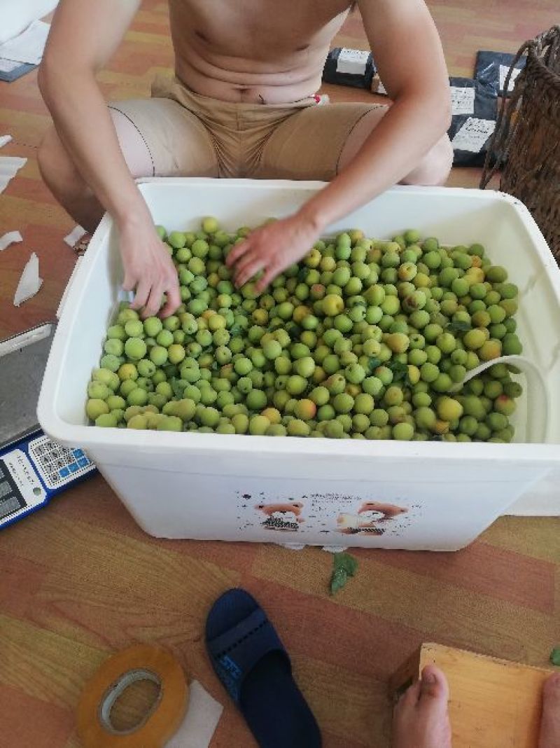四川烟熏乌梅，乌梅肉上市了。量大从优，赶