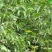 漾濞核桃——10斤包邮送夹子