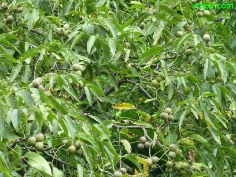 漾濞核桃——10斤包邮送夹子
