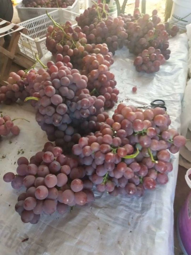 红提